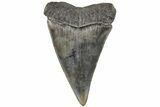 Fossil Broad-Toothed Mako Tooth - South Carolina #204766-1